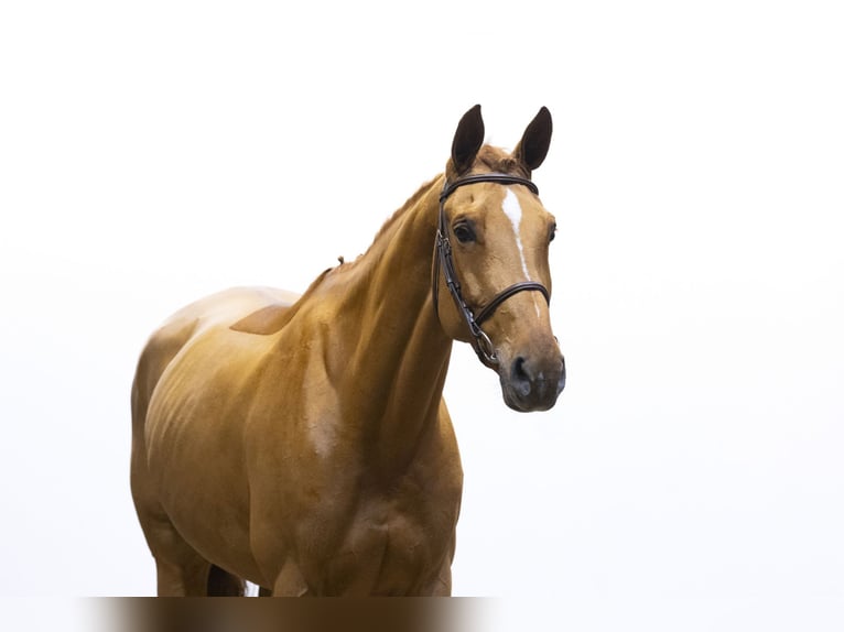 Zangersheider Mare 7 years 16,2 hh Cremello in Waddinxveen