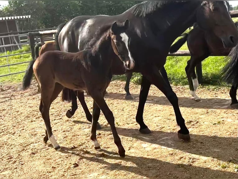 Zangersheider Mare 7 years 16 hh Bay-Dark in Emstek