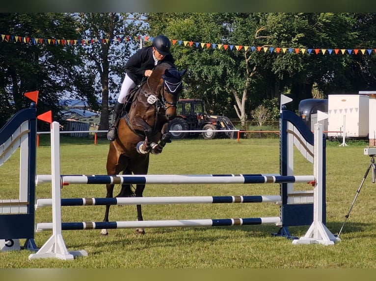 Zangersheider Mare 7 years 16 hh Bay-Dark in Pritzwalk