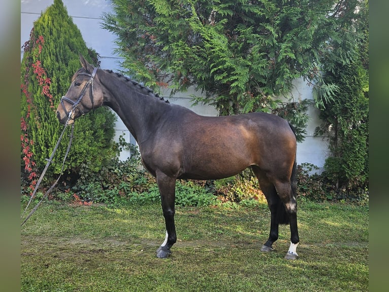 Zangersheider Mare 7 years 16 hh Brown in Löbnitz