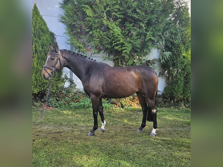 Zangersheider Mare 7 years 16 hh Brown in Löbnitz