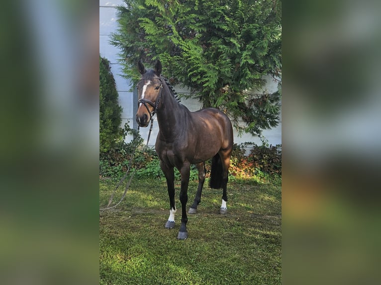 Zangersheider Mare 7 years 16 hh Brown in Löbnitz