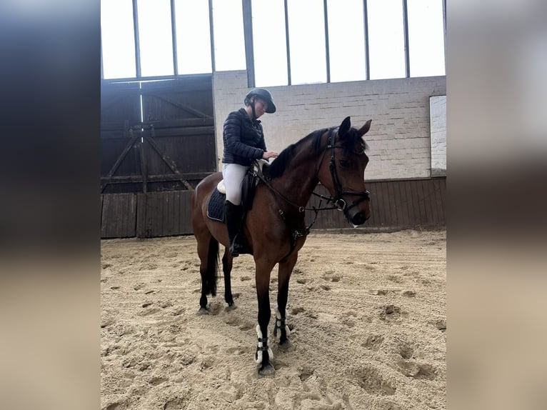 Zangersheider Mare 7 years 16 hh Brown in Lilienthal