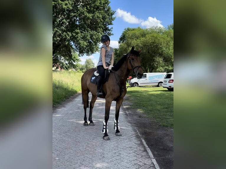 Zangersheider Mare 7 years 16 hh Brown in Lilienthal