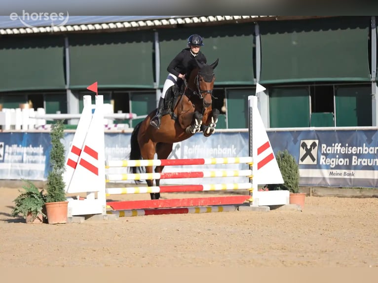 Zangersheider Mare 7 years 16 hh Brown in Schwäbisch Hall