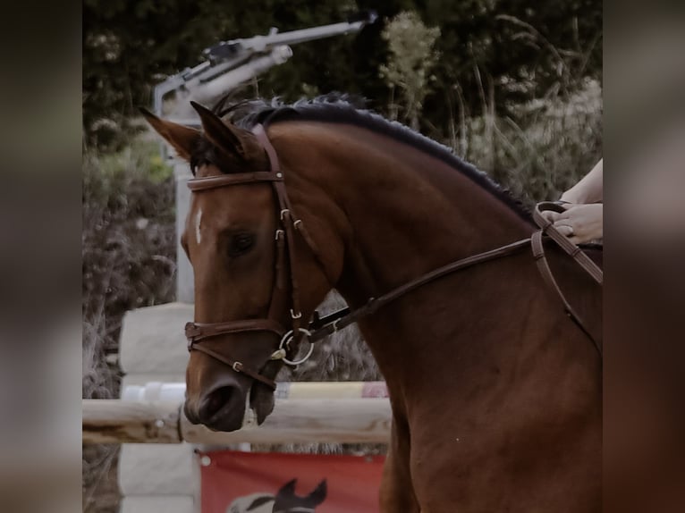 Zangersheider Mare 7 years 16 hh Brown in Les Chères