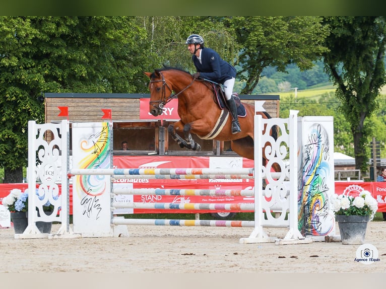 Zangersheider Mare 7 years 16 hh Brown in Les Chères