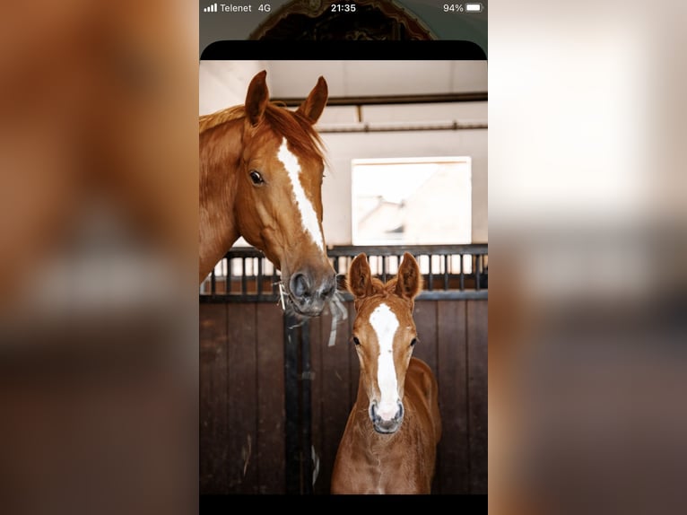 Zangersheider Mare 7 years 16 hh Chestnut-Red in Ingelmunster