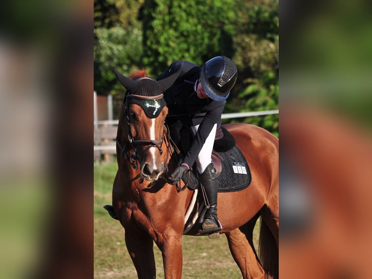 Zangersheider Mare 7 years 16 hh Chestnut-Red in Utting am Ammersee Zangersheider Mare 7 years 16 hh Chestnut-Red in Utting am Ammersee