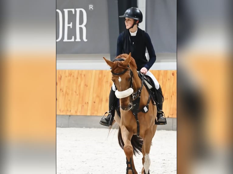Zangersheider Mare 7 years 16 hh Chestnut in Piaseczno