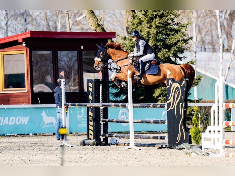 Zangersheider Mare 7 years 16 hh Chestnut in Piaseczno
