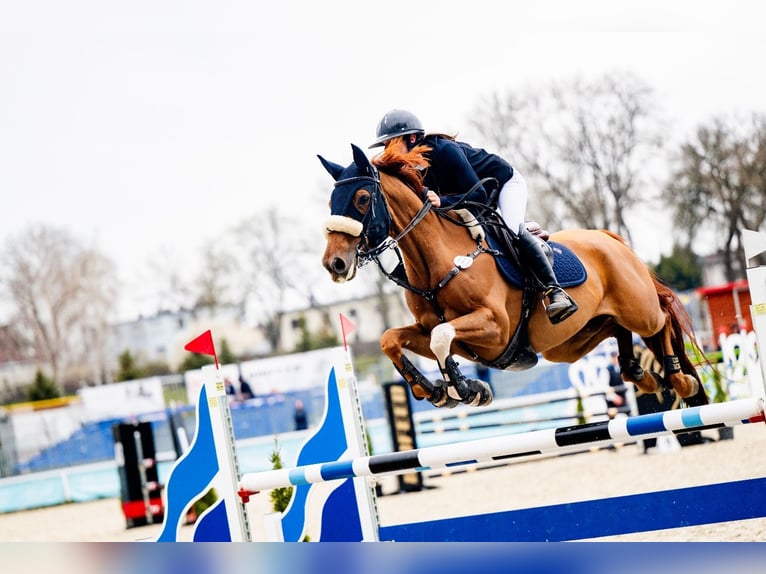 Zangersheider Mare 7 years 16 hh Chestnut in Piaseczno