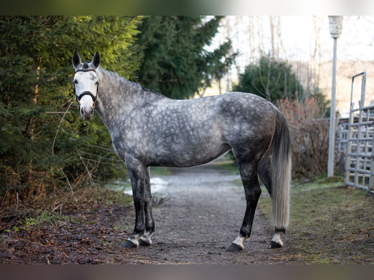 Zangersheider Mare 7 years 16 hh Grey-Dapple in Wertach