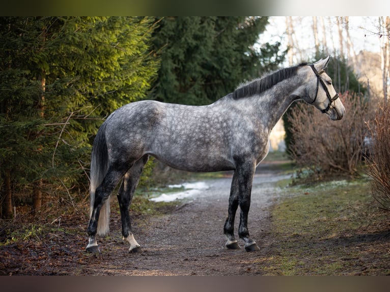 Zangersheider Mare 7 years 16 hh Grey-Dapple in Wertach