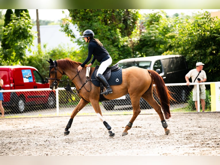 Zangersheider Mare 7 years 16 hh Grey-Red-Tan in Krakowiany