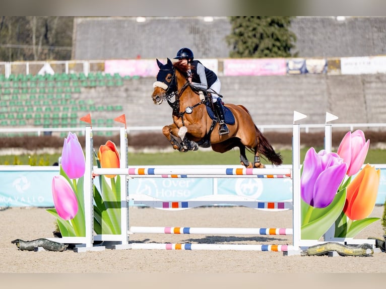 Zangersheider Mare 7 years 16 hh Grey-Red-Tan in Krakowiany