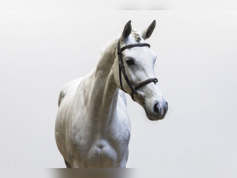 Zangersheider Mare 7 years 16 hh  in Waddinxveen