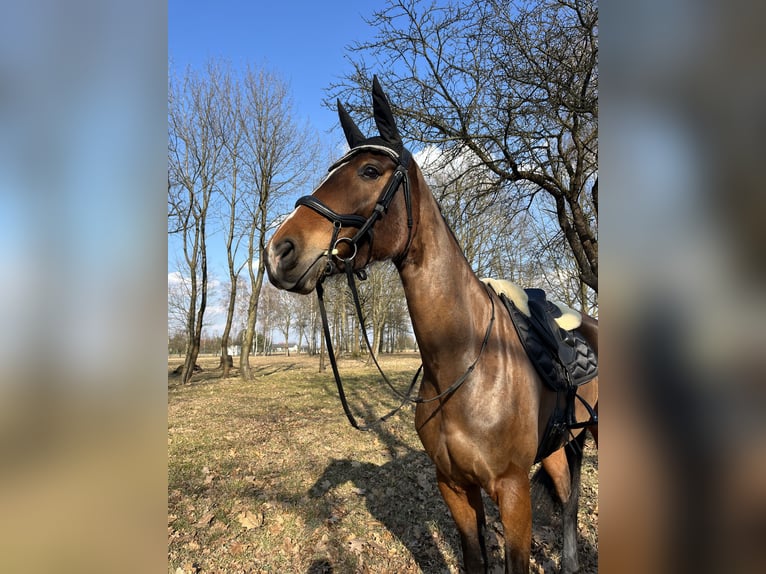 Zangersheider Mare 7 years 16,1 hh Bay in Łódź