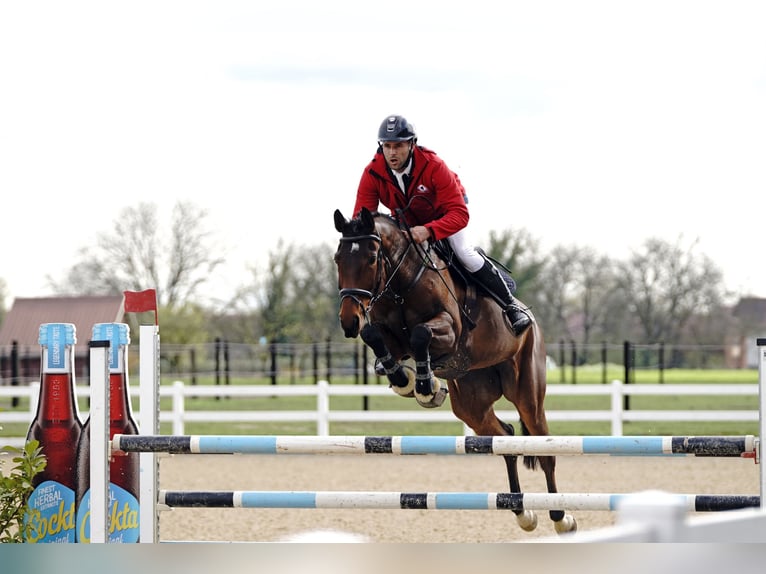 Zangersheider Mare 7 years 16,1 hh Brown in Majerje