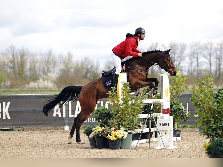 Zangersheider Mare 7 years 16,1 hh Brown in Majerje