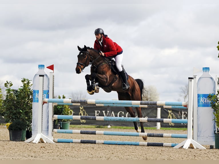 Zangersheider Mare 7 years 16,1 hh Brown in Majerje
