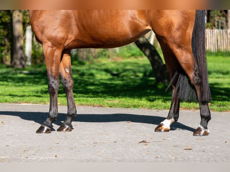 Zangersheider Mare 7 years 16,1 hh Brown in GROTE-BROGEL