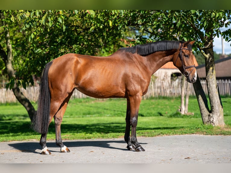 Zangersheider Mare 7 years 16,1 hh Brown in GROTE-BROGEL