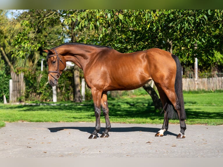 Zangersheider Mare 7 years 16,1 hh Brown in GROTE-BROGEL