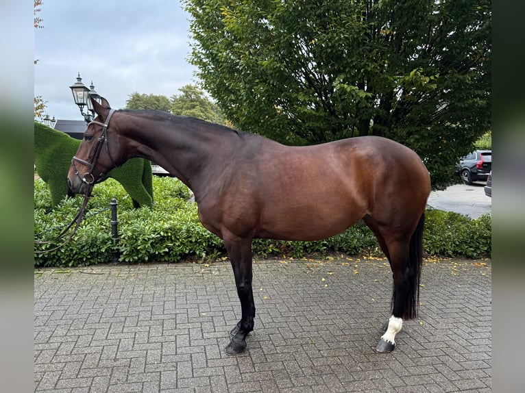 Zangersheider Mare 7 years 16,1 hh Brown in Rhede Zangersheider Mare 7 years 16,1 hh Brown in Rhede