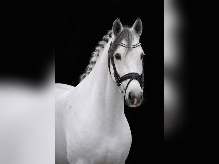 Zangersheider Mare 7 years 16,1 hh Grey-Dark-Tan in Nettersheim