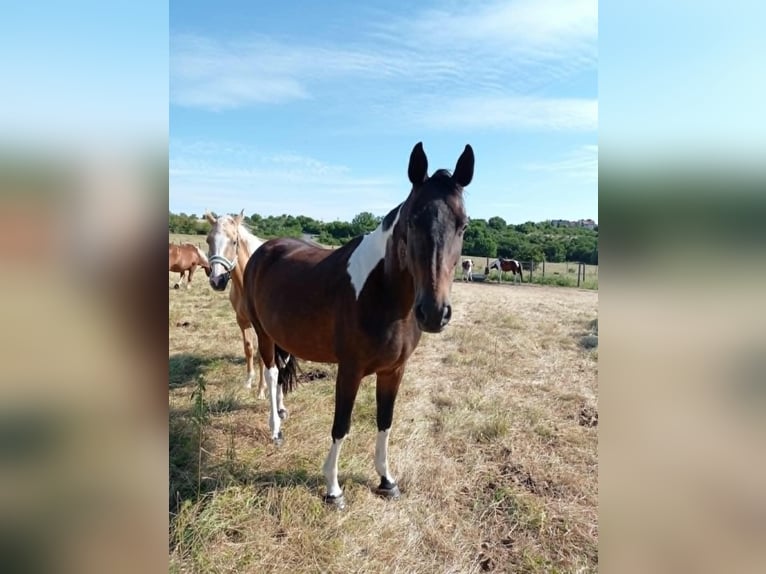 Zangersheider Mare 7 years 16,1 hh Pinto in M&#xFC;cheln (Geiseltal)