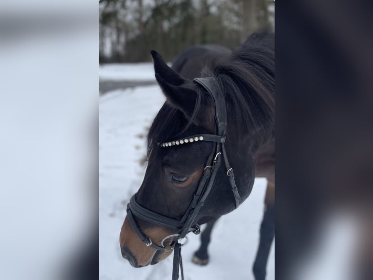 Zangersheider Mare 7 years 16,1 hh Smoky-Black in Versmold