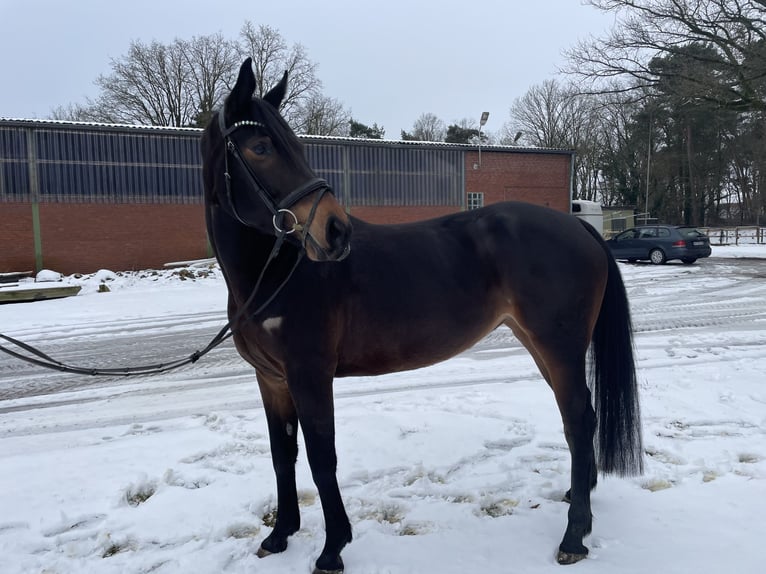 Zangersheider Mare 7 years 16,1 hh Smoky-Black in Versmold