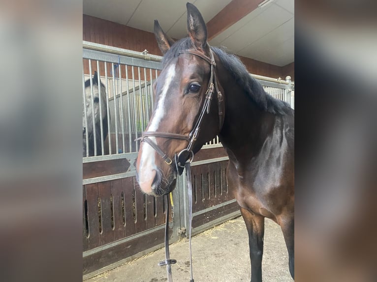 Zangersheider Mare 7 years 16,2 hh Bay-Dark in Witten