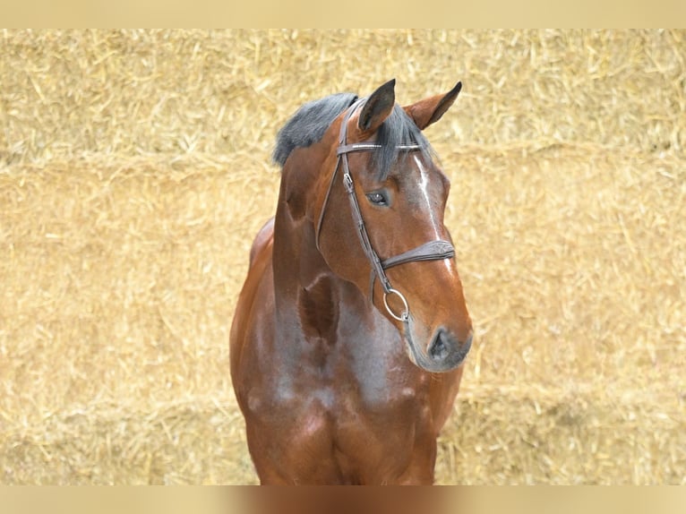Zangersheider Mare 7 years 16,2 hh Bay in Bladel