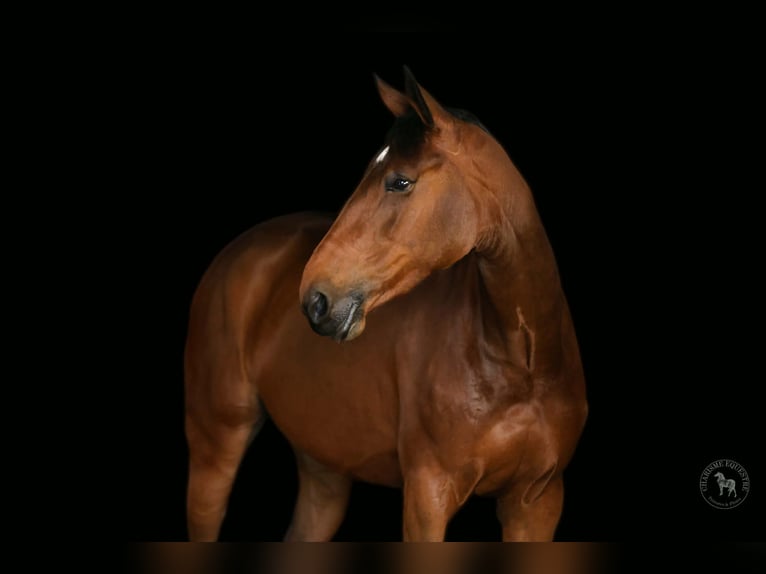 Zangersheider Mare 7 years 16,2 hh Bay in FLÉMALLE
