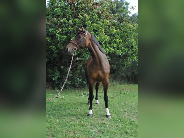 Zangersheider Mare 7 years 16,2 hh Brown in Canet De Mar