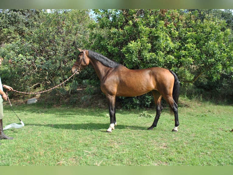Zangersheider Mare 7 years 16,2 hh Brown in Canet De Mar