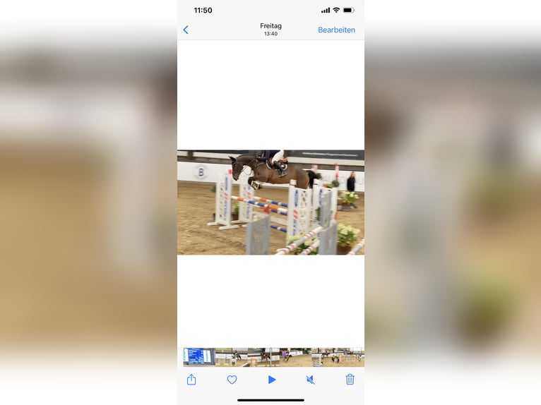 Zangersheider Mare 7 years 16,2 hh Brown in Bad Kreuznach