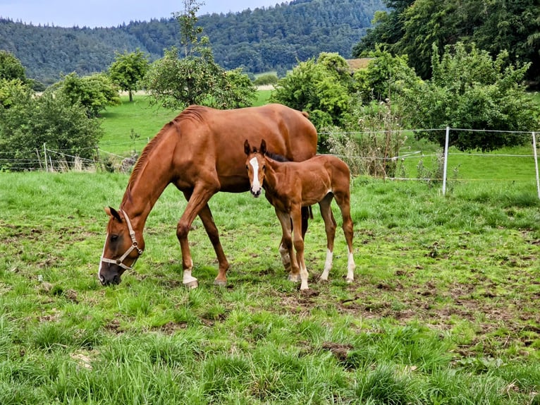 Zangersheider Mare 7 years 16,2 hh Chestnut-Red in Mossautal