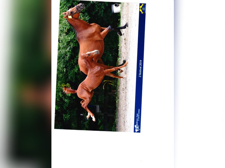 Zangersheider Mare 7 years 16,2 hh Chestnut-Red in Mossautal