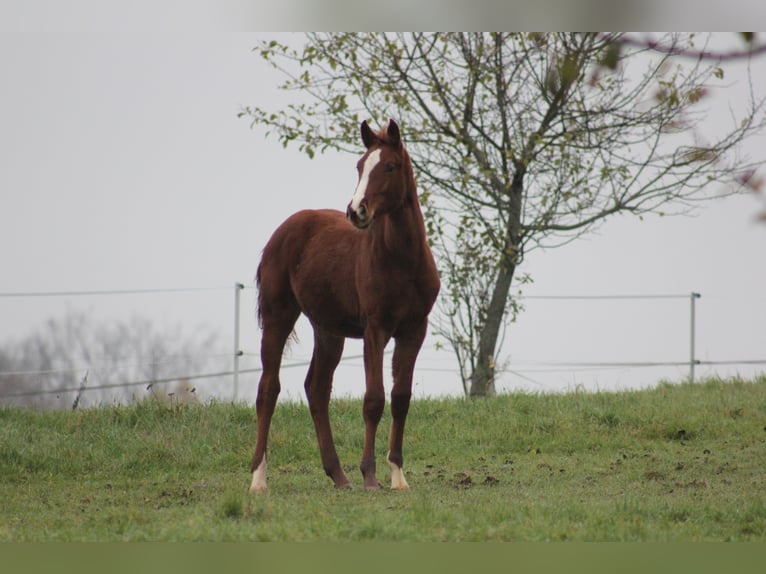 Zangersheider Mare 7 years 16,2 hh Chestnut-Red in Mossautal