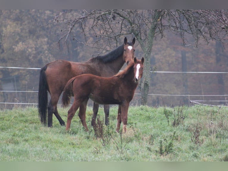 Zangersheider Mare 7 years 16,2 hh Chestnut-Red in Mossautal