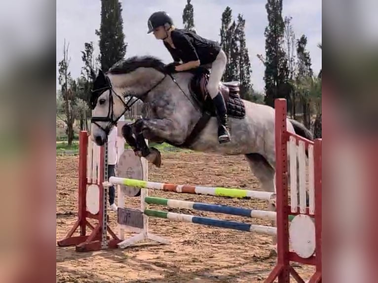 Zangersheider Mare 7 years 16,2 hh Grey-Dapple in lliria