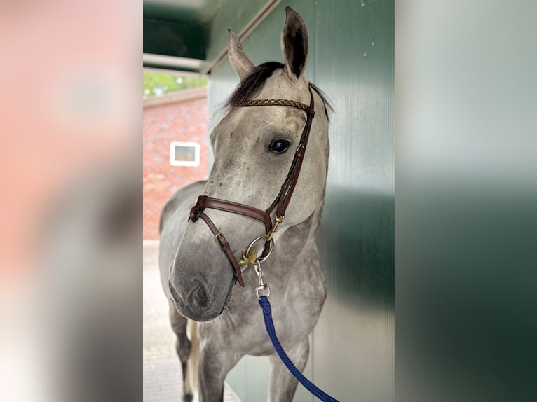 Zangersheider Mare 7 years 16,2 hh Grey in Horstmar