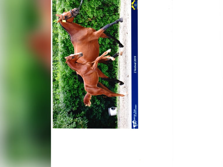 Zangersheider Mare 7 years 16,2 hh in Mossautal