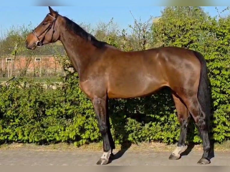 Zangersheider Mare 7 years 17,1 hh Bay-Dark in Hechtel eksel