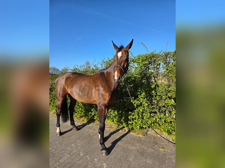 Zangersheider Mare 7 years 17,1 hh Bay-Dark in Hechtel eksel