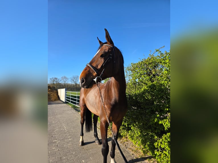 Zangersheider Mare 7 years 17,1 hh Bay-Dark in Hechtel eksel