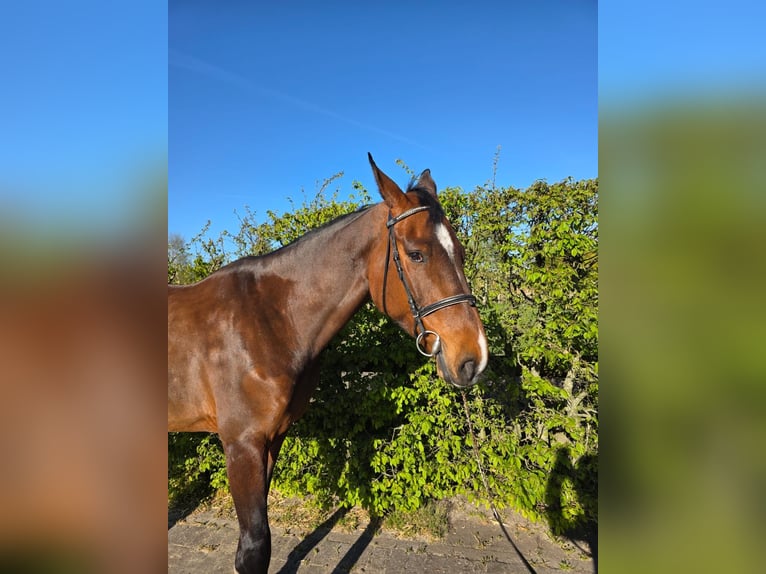 Zangersheider Mare 7 years 17,1 hh Bay-Dark in Hechtel eksel